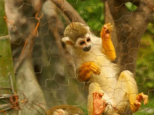 娱乐吃瓜君长颈鹿